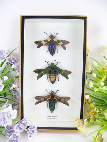 Jewel beetle buprestidae - jewel,