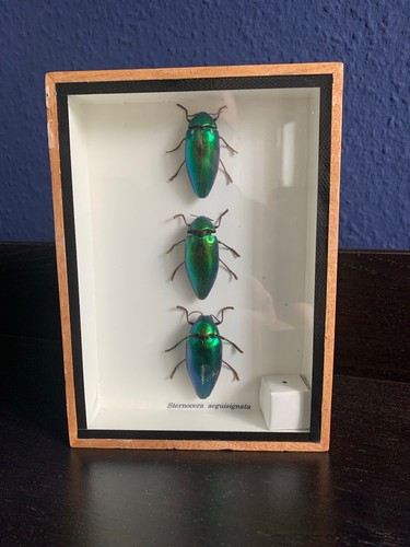 Insekten präparate - insekten,