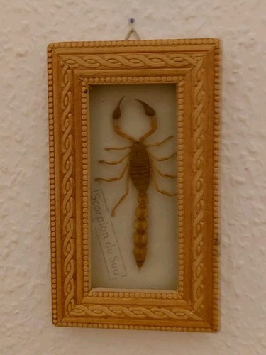 Schaukasten skorpion scorpion - schaukasten,