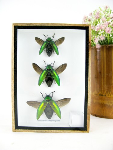Echte exotische insekten - 2,