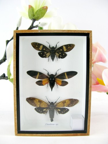 Cicada echte - 3x,