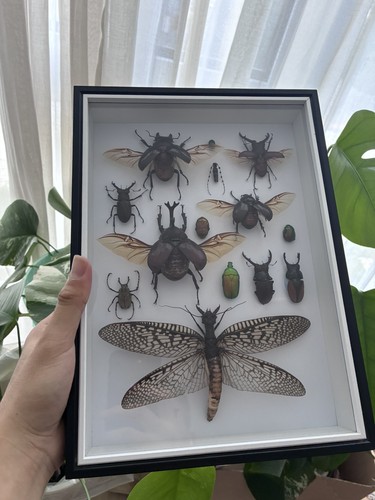 Präparierte insekten - insekten, im
