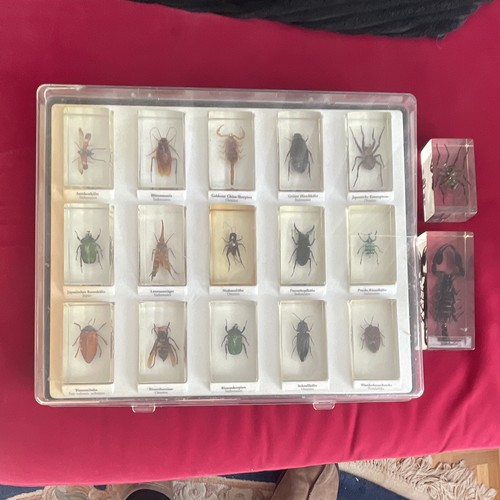 Insekten set resin harz - resin/harz, –