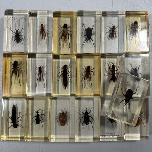 19x insekten epoxidharz mini - insekten,