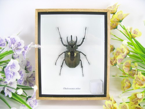 Chalcosoma atlas beetle 3d - atlas,