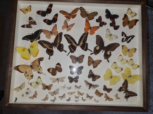 Schmetterling schaukasten - schmetterling,