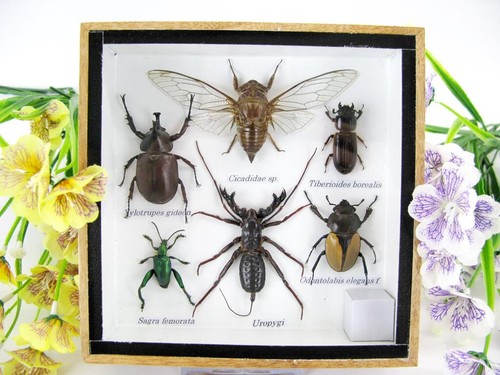 Echte exotische insekten - echte,