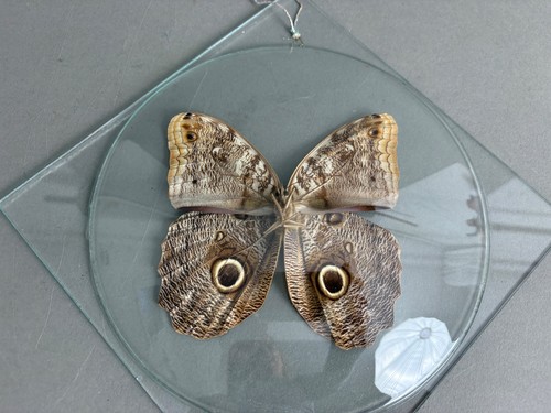 Orig schmetterling falter - orig.,