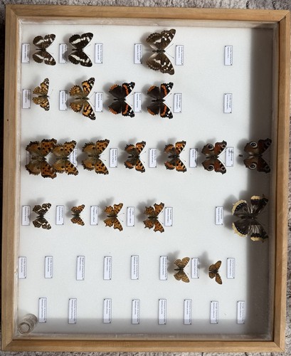 Insektenkasten mit tagfaltern - insektenkasten,