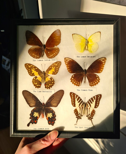 Schmetterling sammlung rahmen - schmetterling,