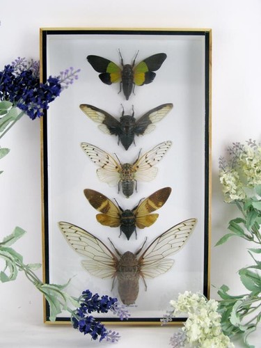 Echte exotische insekten - echte,