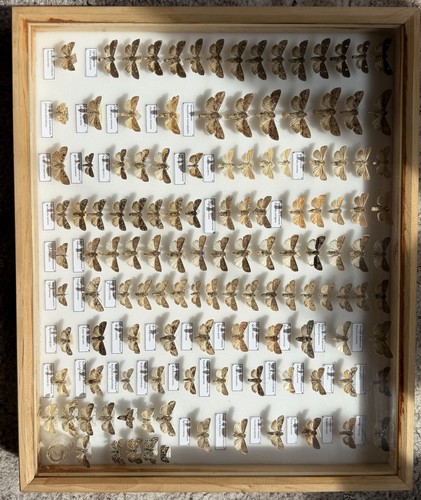 Insektenkasten mit eulen - insektenkasten,