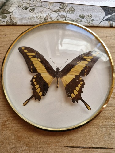 Präparierter schmetterling - präparierter,