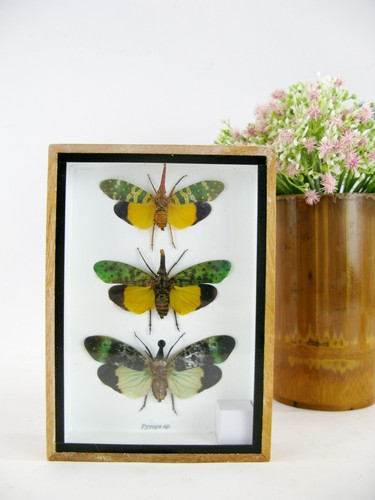 Echte exotische insekten - 3,
