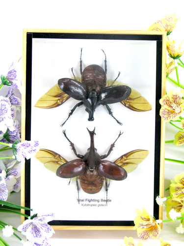 2xthai figthing beetle - 2xthai,
