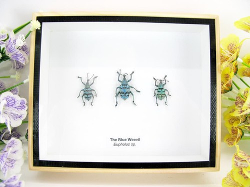 Blue weevil beetle echte - 3x,