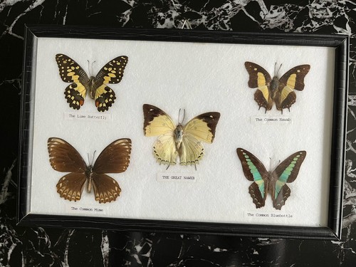 Schmetterling rahmen - schmetterling,