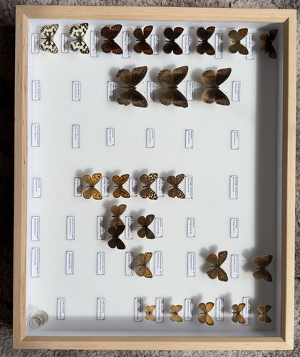 Insektenkasten mit tagfaltern - insektenkasten,