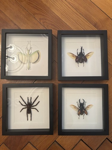 Verschiedene insekten im - insekten,,