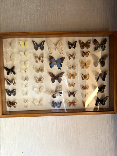 Schmetterlings sammlung - schmetterlings-sammlung, im