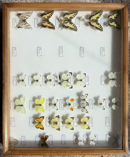 Insektenkasten mit tagfaltern - insektenkasten,