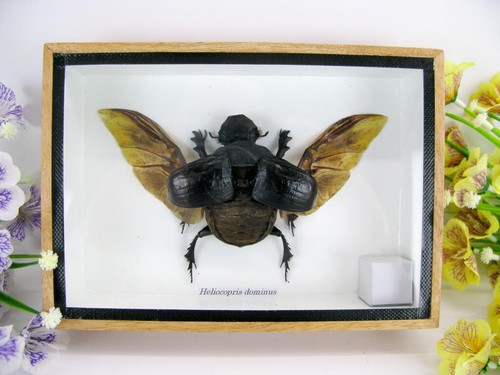 Heliocopris dominus offen - ,