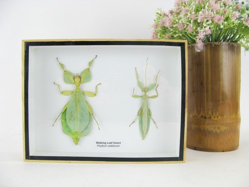 Echte exotische insekten - 2,