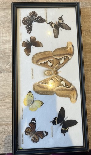 Wunderschöner