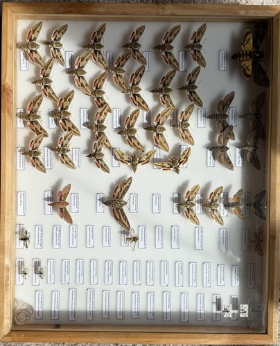 Insektenkasten mit schwärmern - mit,