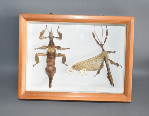 Insekten schaukasten - insekten,