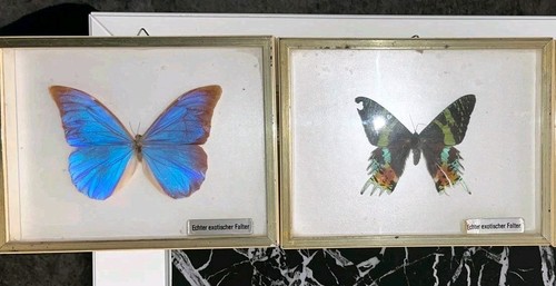 Schmetterling präparate - schmetterling, im