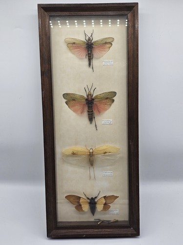 Echte exotische heuschrecke - echte,