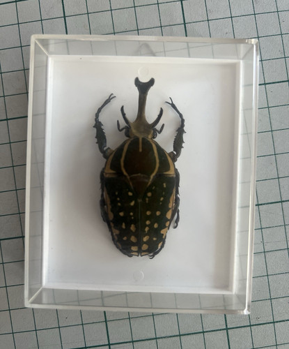 Insektenpräparat käfer - insektenpräparat,