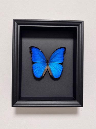 Echter exotischer morpho - echter,