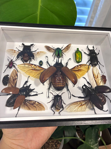 Insektenpräparat sammlung - insektenpräparat, im