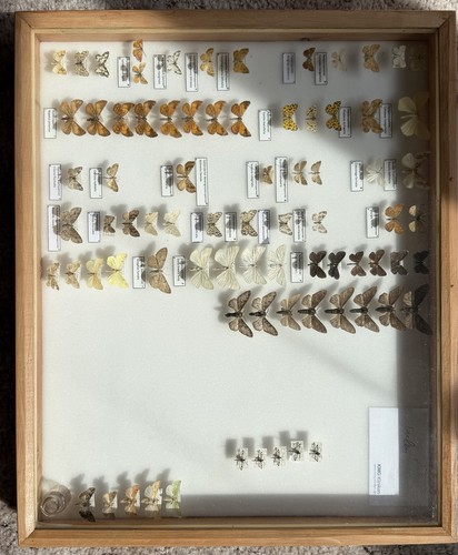 Insektenkasten mit spannern - insektenkasten,