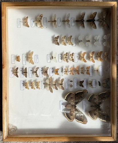 Insektenkasten mit spinnern - mit,