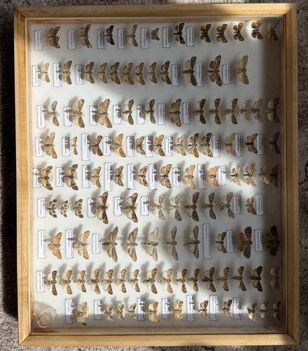 Insektenkasten mit eulen - mit,