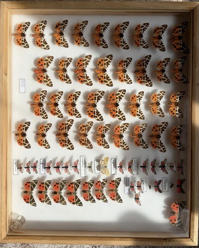 Insektenkasten mit bären und - mit,