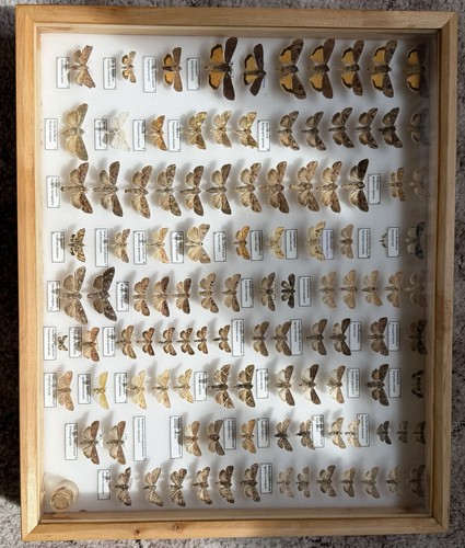 Insektenkasten mit eulen - insektenkasten,