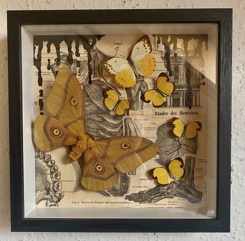 Schmetterlinge schaukasten - im,