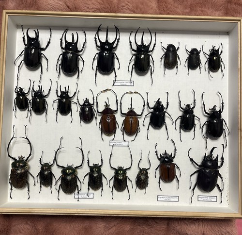 Echte exotische insekten - echte,