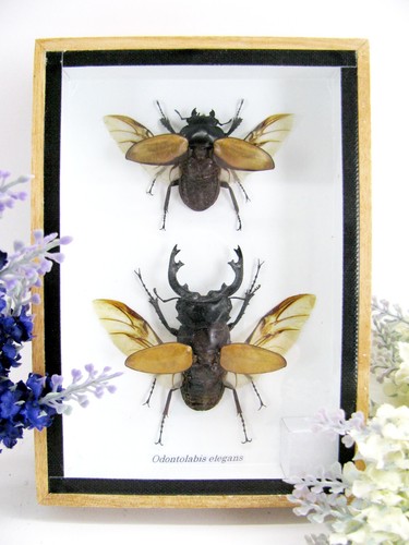 Odontolabis elegans im - m,