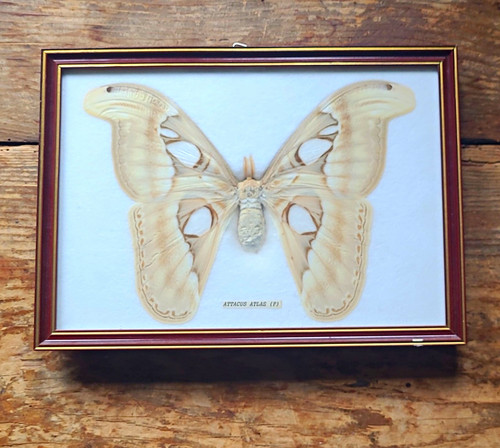 Attacus atlas - attacus, (w)
