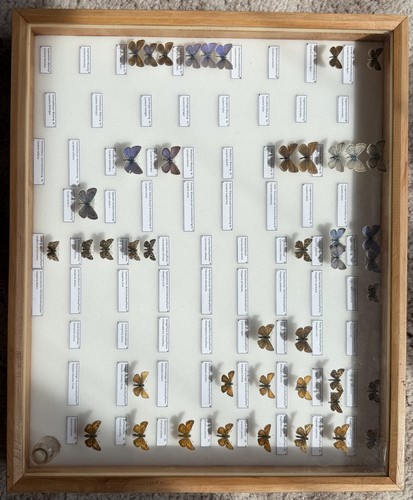 Insektenkasten mit tagfaltern - insektenkasten,