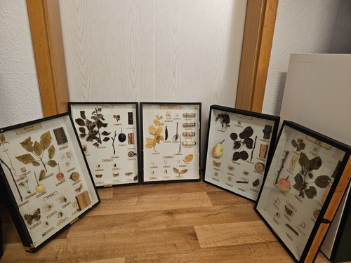 Alte biologie schaukästen - alte,