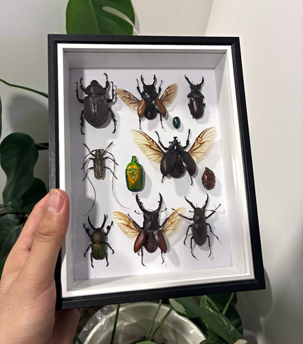Gerahmte insektenpräparate - gerahmte,