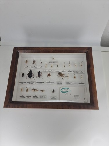 Insekten schaukasten - insekten,