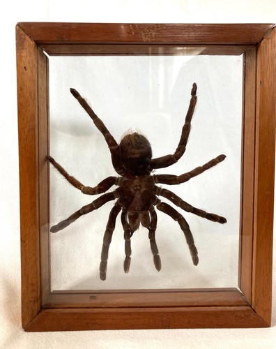 Riesige echte vogelspinne - echte,