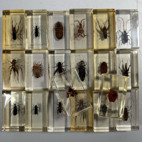 20x insekten epoxidharz mini - insekten,